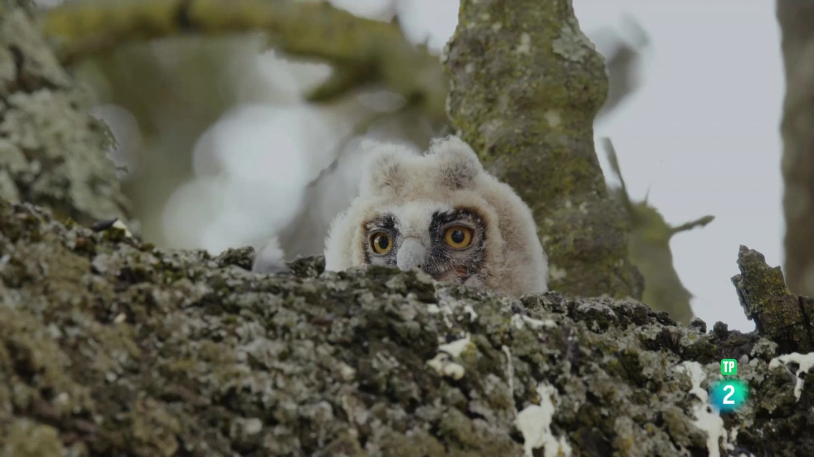 Grans Documentals -  Debutants, els meus primers dies a la vida