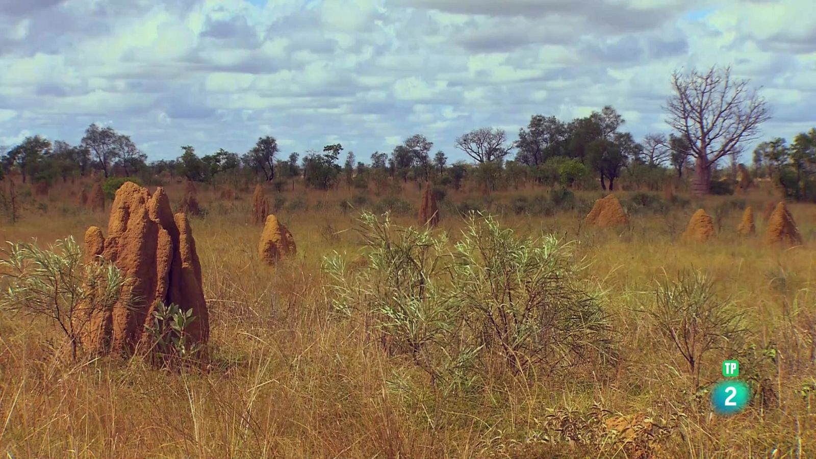 Grans documentals - L'Austràlia més salvatge: els boscos