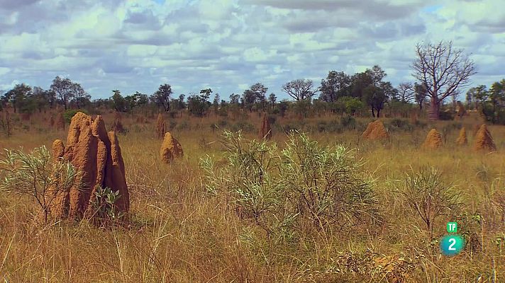 L'Austràlia més salvatge: els boscos