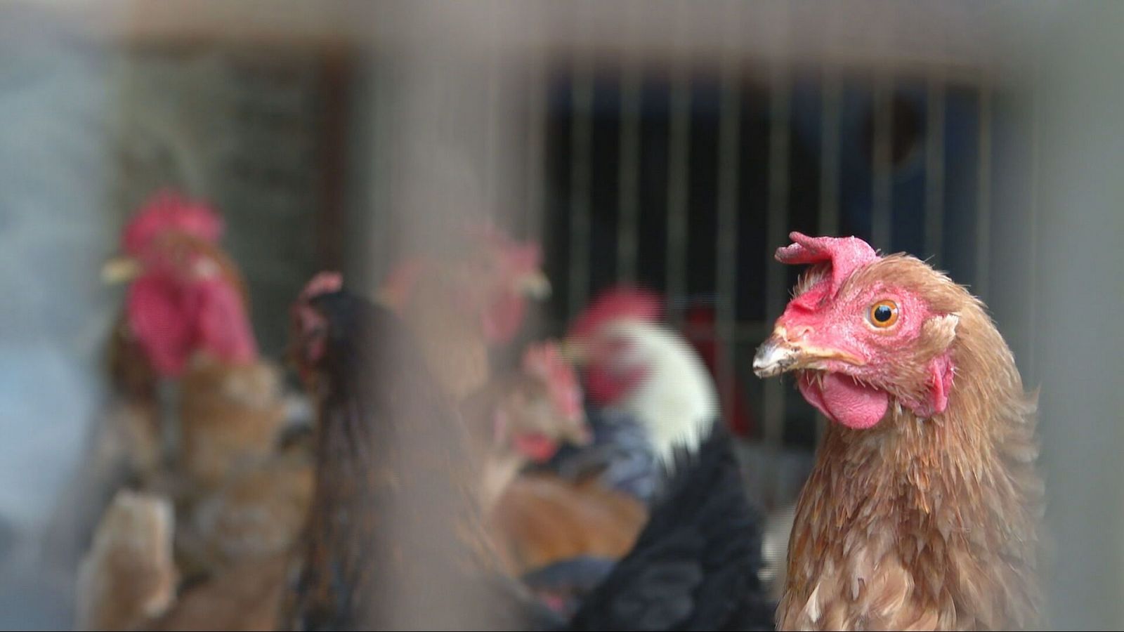 Gallinas confinadas en España ante el riesgo de gripe aviar