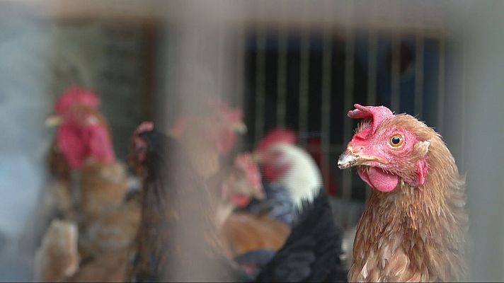 Gallinas confinadas en España ante el riesgo de gripe aviar