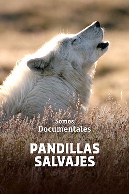 Somos Documentales - Pandillas salvajes