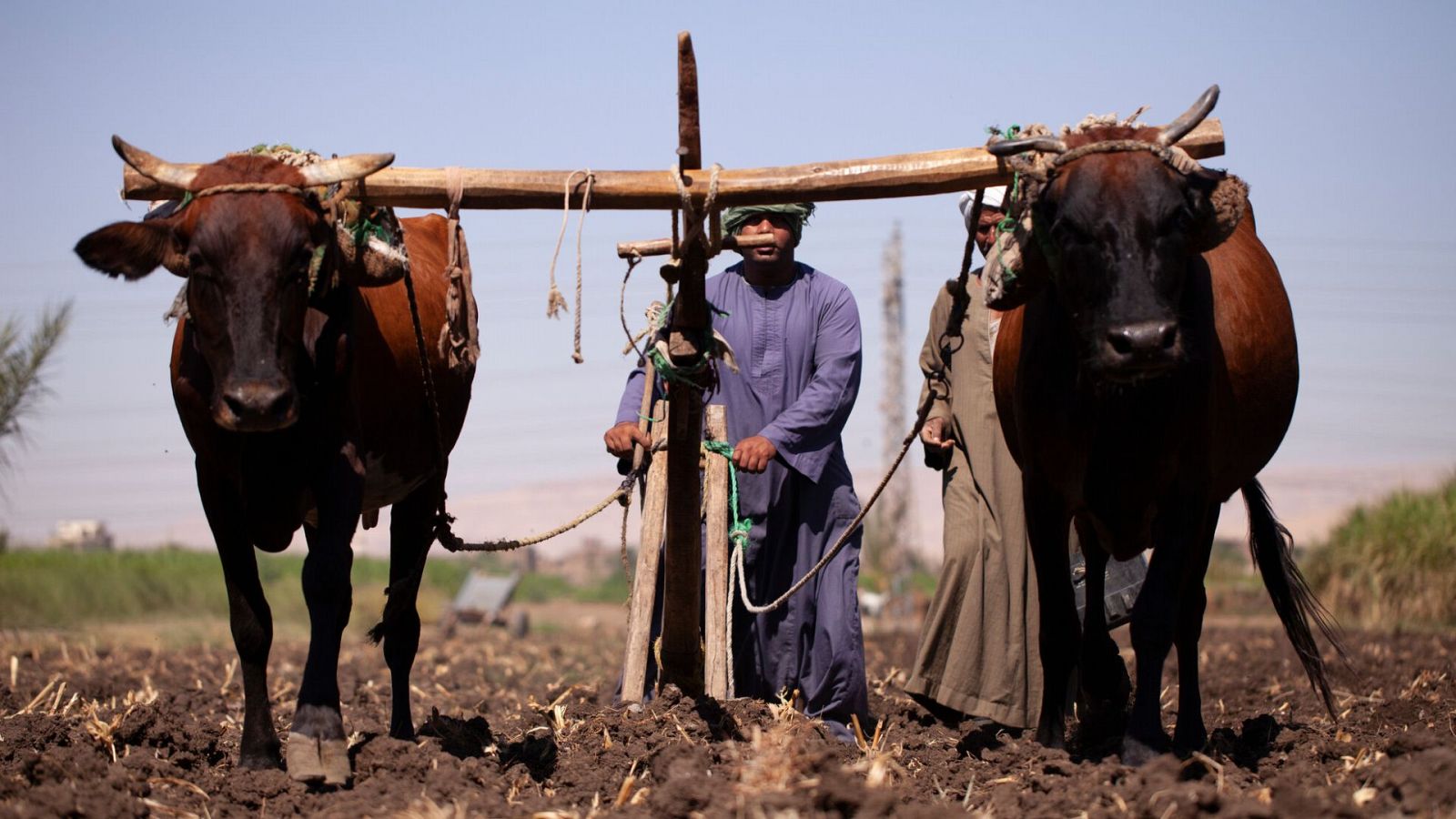 Antiguas civilizaciones -  Episodio 1: Orígenes - ver ahora