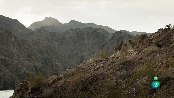 L'Amèrica salvatge: 150 anys de parcs nacionals als EE.UU.