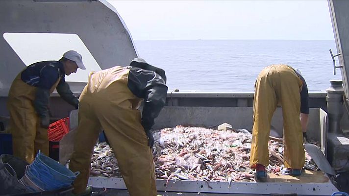 Telediario 2 - Llega la nueva pesca de arrastre con el fin de regenerar el fondo marino del Mediterráneo