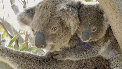 La vida secreta de los koalas - Episodio 1: El pas de los koalas - ver ahora