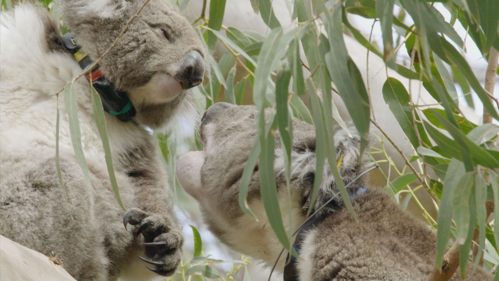 La vida secreta de los koalas - Episodio 2: La época de reproducción