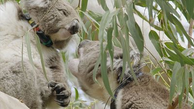 La vida secreta de los koalas - Episodio 2: La poca de reproduccin - ver ahora