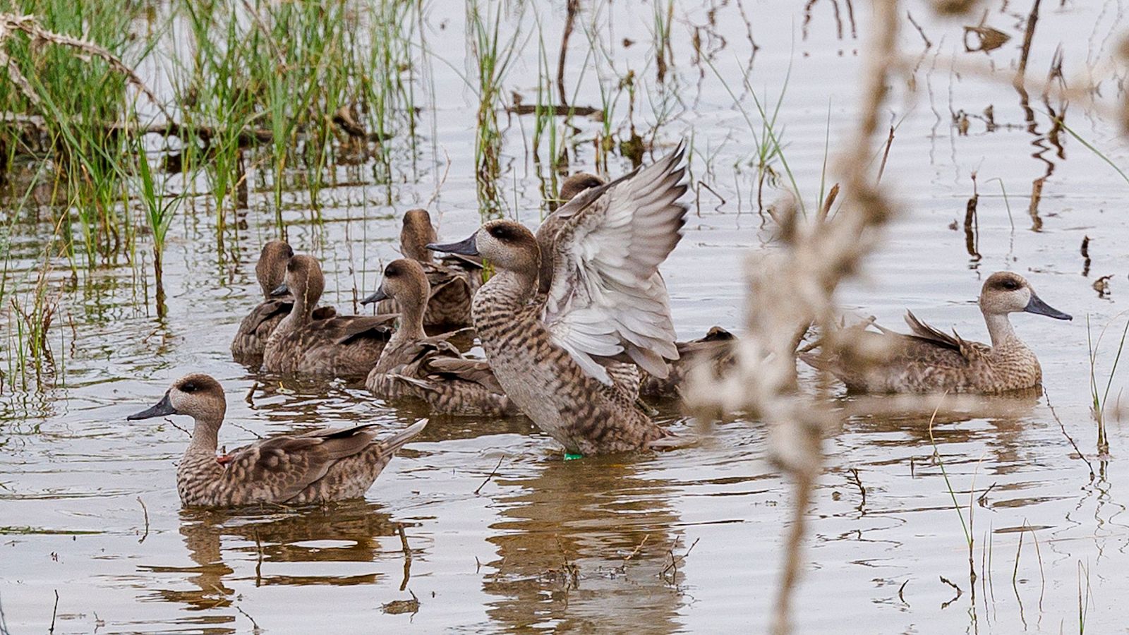 Doñana registra un mínimo histórico de aves acuáticas invernantes