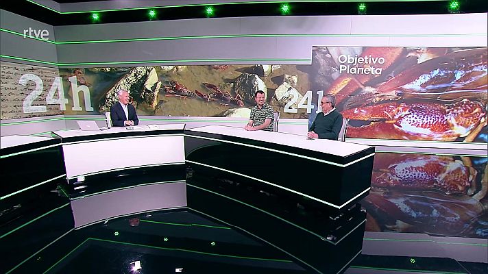 Objetivo Planeta - El no tan español cangrejo de río