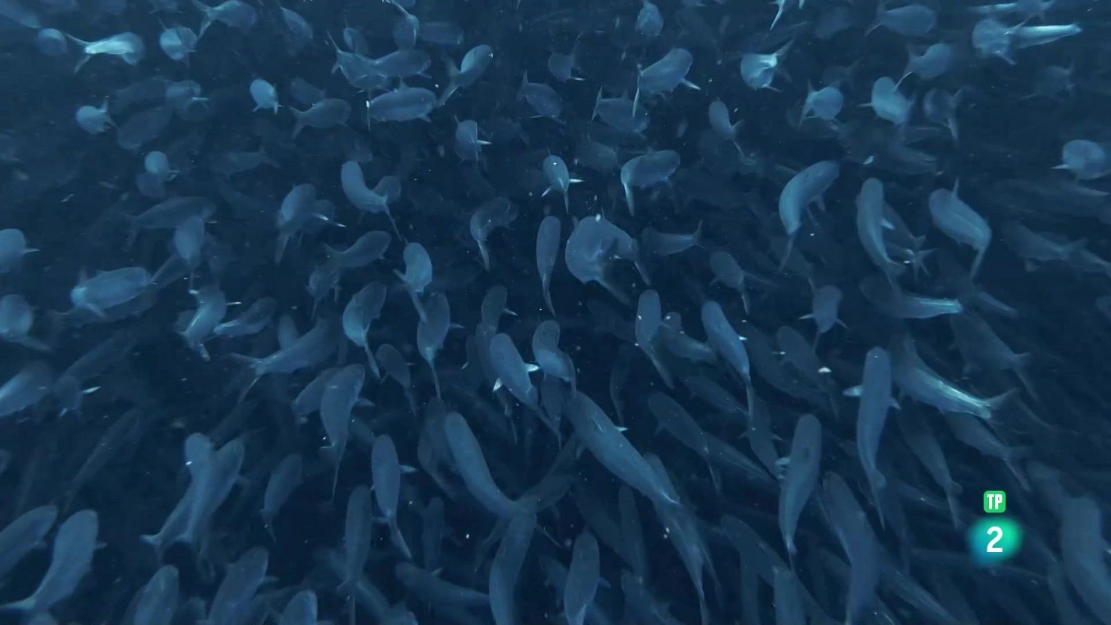 Grans documentals - El banquet més gran del mar - Veure Ara