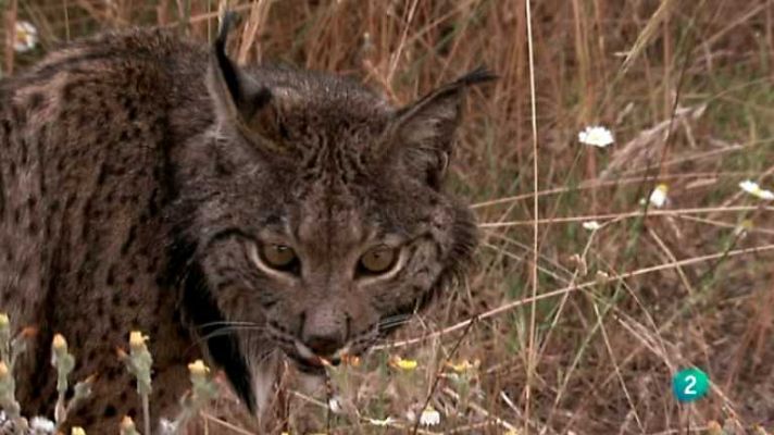 Biodiario - Biodiario - 06/01/13