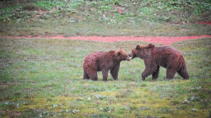 Telediario 1 - Se estima que hay más de 400 ejemplares de osos en la Cordillera Cantábrica