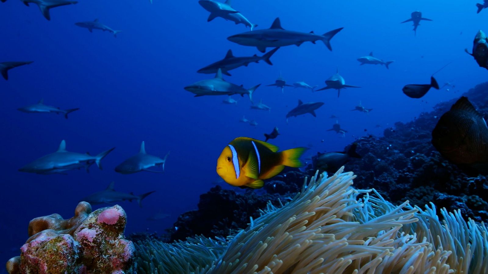 Somos Documentales - Los secretos de los hombres de Lascaux - ver ahora