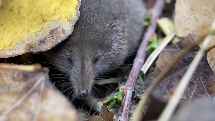 Aquí la Tierra - La musa de todas las musas