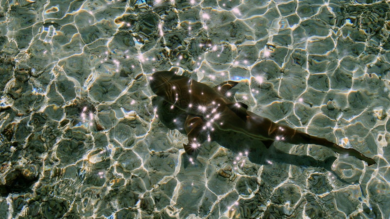 Las salvajes islas Tuamotu - Episodio 2: Un oasis en el océano - ver ahora