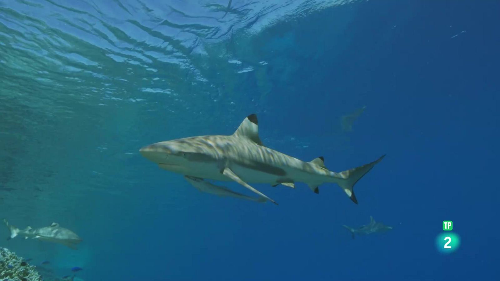 Grans documentals - Les tuamotu, illes salvatges: un oasi enmig del blau - Veure Ara