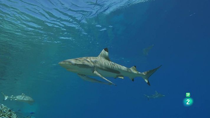 Som Documentals - Les Tuamotu, illes salvatges: un oasi enmig del blau