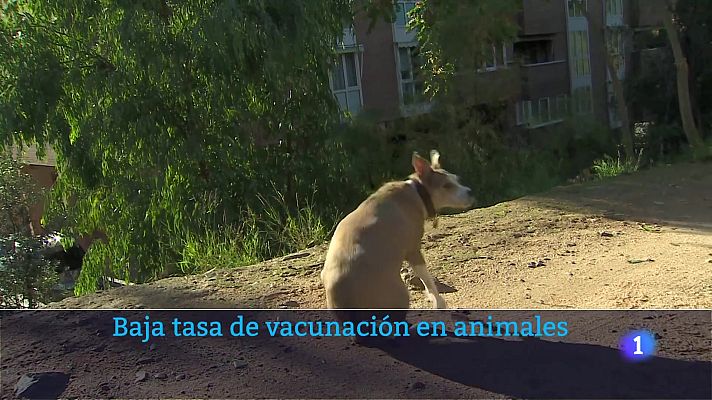 Noticias de Castilla-La Mancha - Cae la vacunación de perros, gatos y hurones