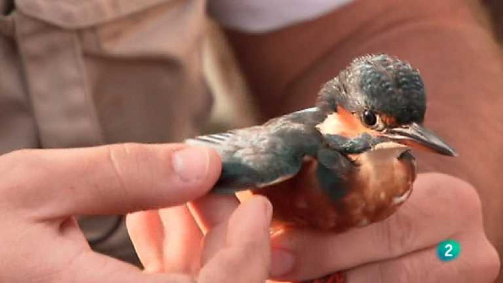 La aventura del saber - 07/01/13  - Ver ahora