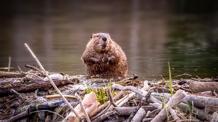 Los castores vuelven por sorpresa al Tajo - Telediario 1 | Ver