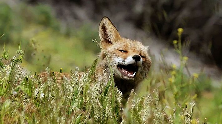 Las historias del bosque mediterráneo - Historias de primavera