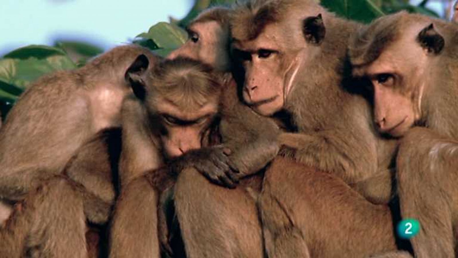 Grandes documentales - Monos inteligentes