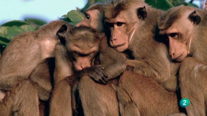 Monos inteligentes
