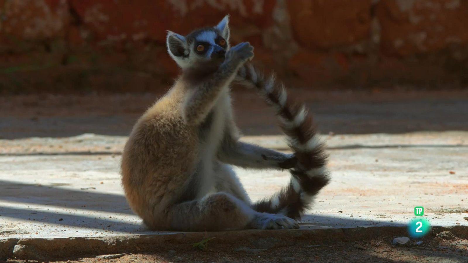 Grans documentals - les bandes de l'illa dels lèmurs: risc i recompensa - Veure Ara