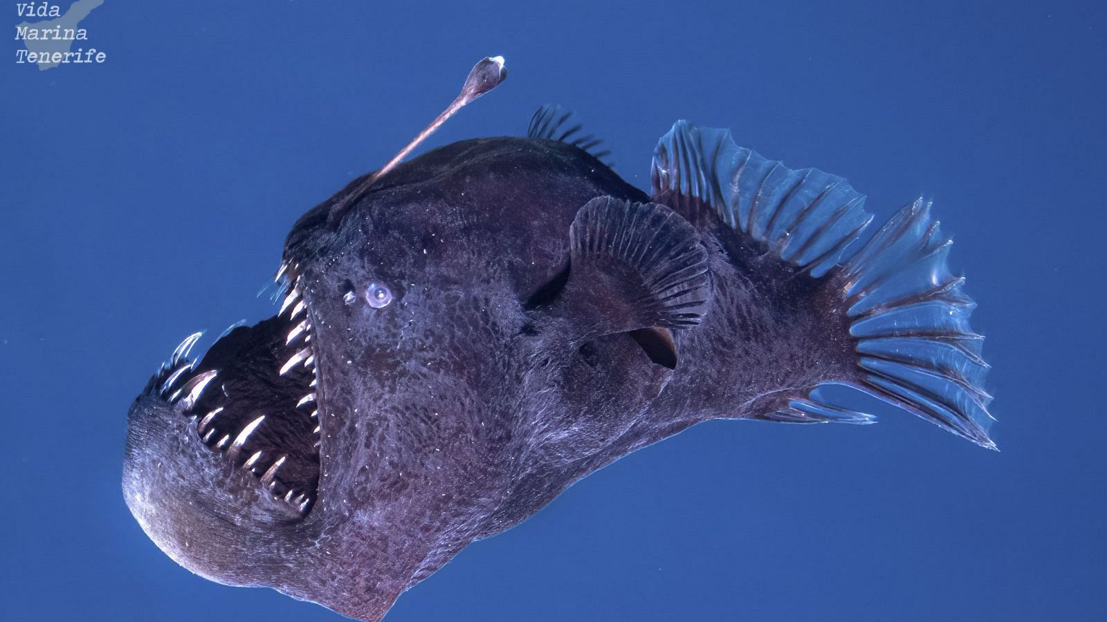 Muere el pez diablo negro descubierto hace pocos días en Tenerife - Telediario 1 | Ver