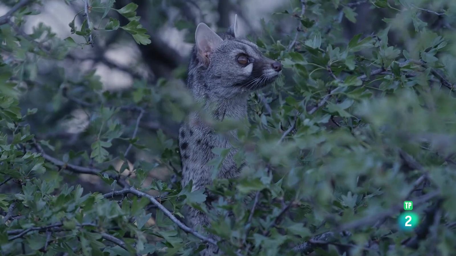 Grans documentals - La reina de la nit - Veure Ara