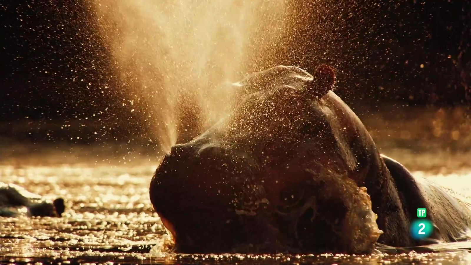 Grans documentals - El riu dels hipopòtams - Veure Ara