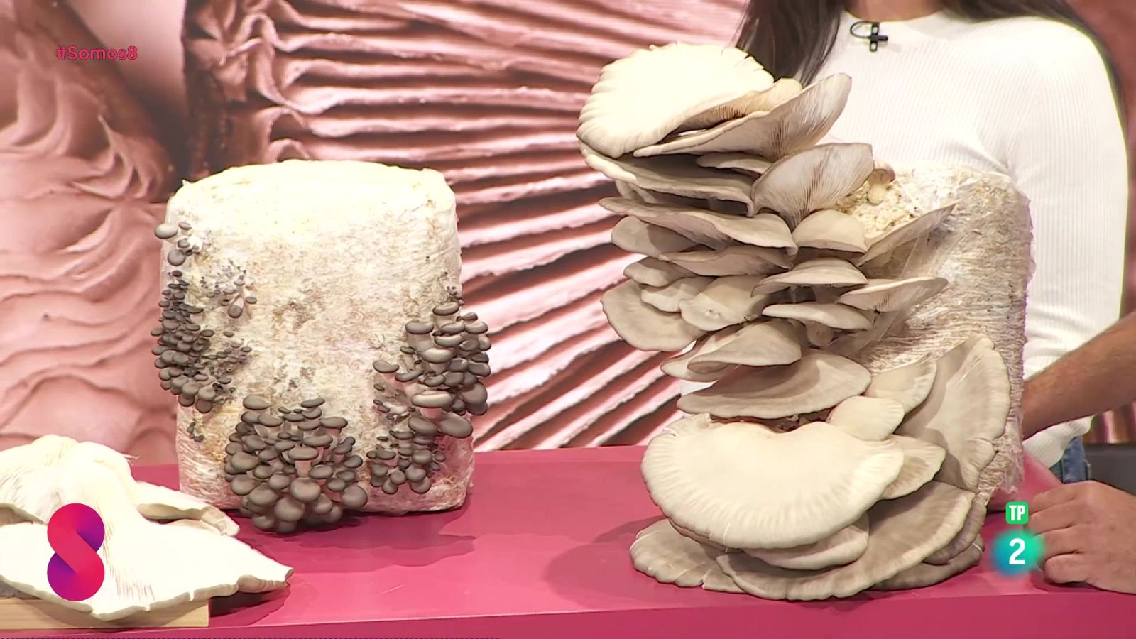 Somos 8 - 12/02/2025 - Somos 8 | Ver