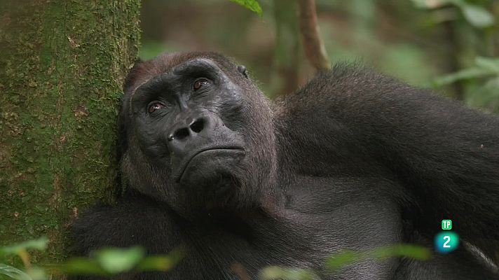 Som Documentals - El goril·la de costa