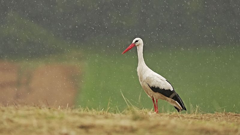 Somos Documentales - Tormentas, la vida de los animales bajo un clima salvaje - ver ahora