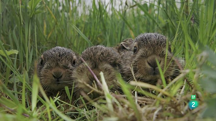 Som Documentals - La tempesta: Vida salvatge en un temps salvatge