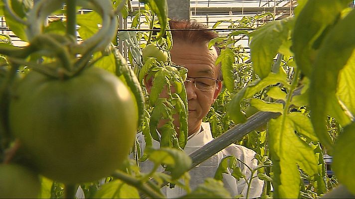 Telediario 1 - Tomate Japonés "Made in Spain"