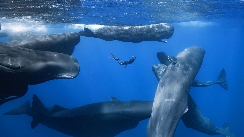 Somos Documentales - Patrick y las ballenas - ver ahora