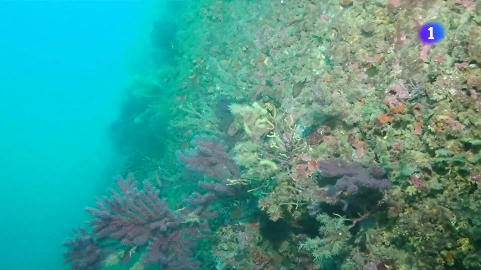 Un estudi demostra com restaurar els boscos de gorgònies - L'Informatiu | Veure