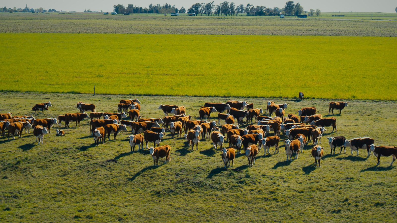 Argentina desde el aire - Episodio 1: La Pampa - ver ahora