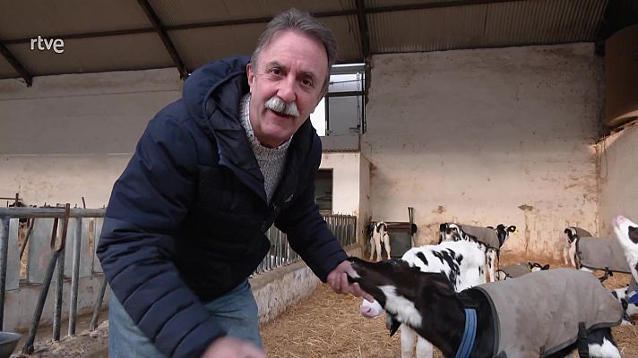 Aquí la Tierra - No es una vaca cualquiera