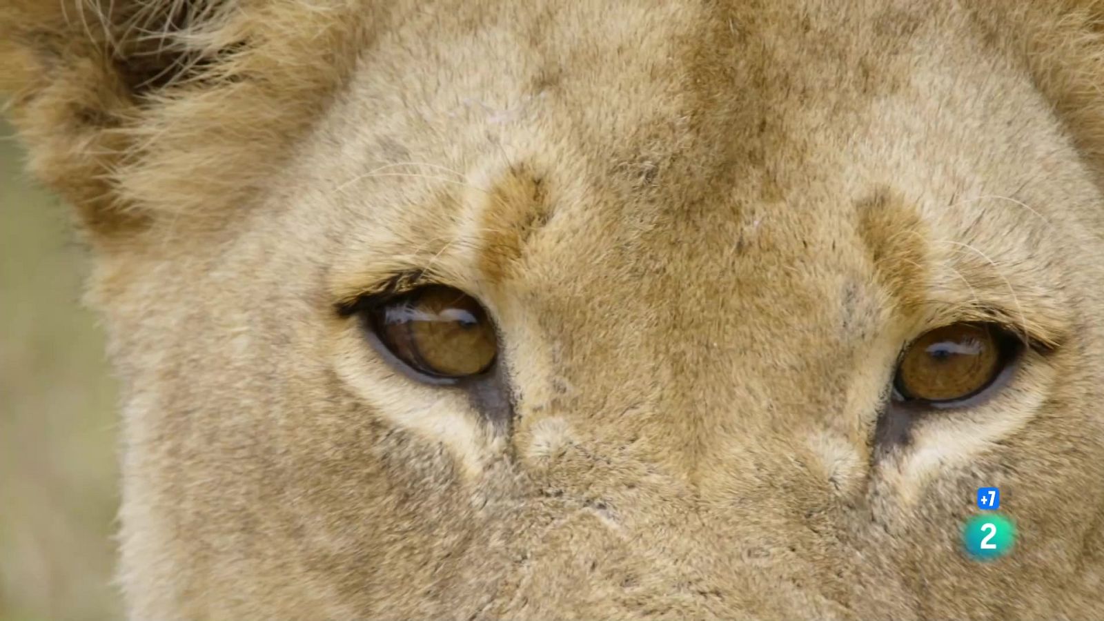 Grans documentals - Defensant la familia - Veure Ara