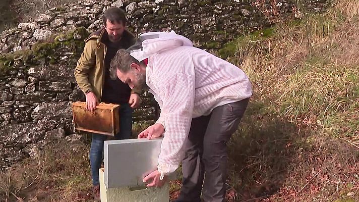 Telediario 1 - Un proyecto gallego resucita la tradición de la apicultura heroica de la Edad Media