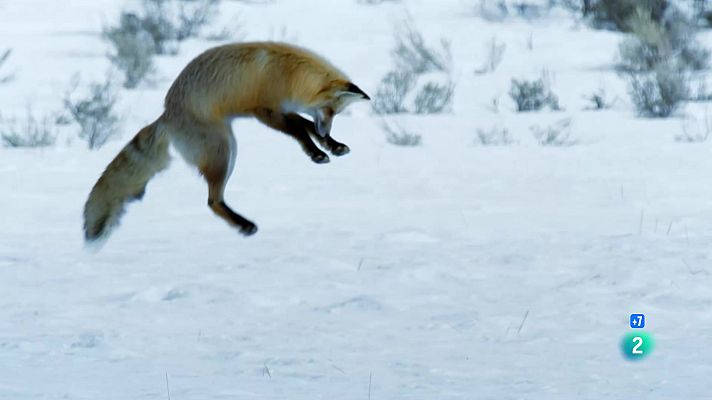 Som Documentals - Camps de batalla naturals: la fúria freda