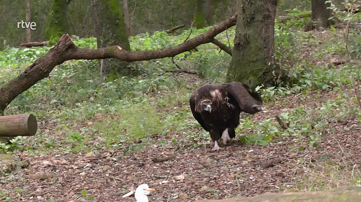 Aquí la Tierra - Hogar del buitre