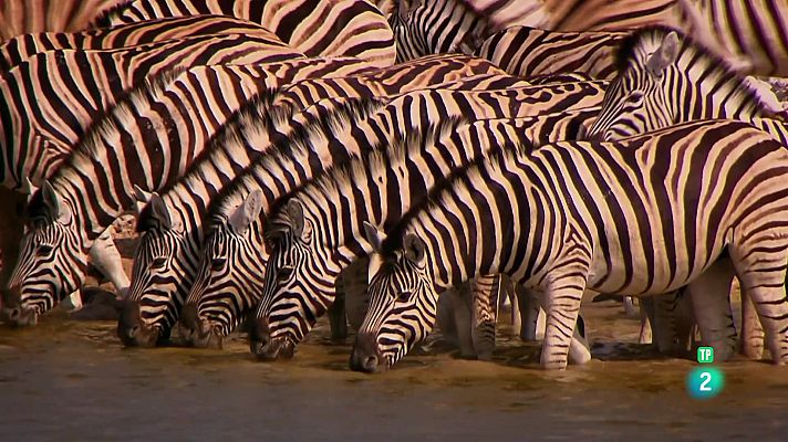 Som Documentals - Camps de batalla naturals: resistir la calor