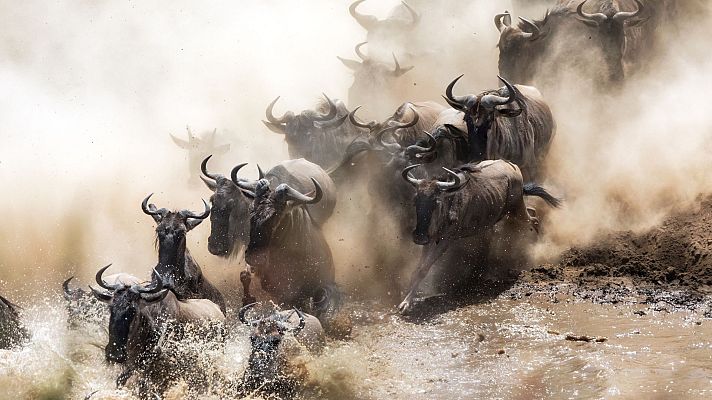 Campos de batalla naturales - Luchas forestales