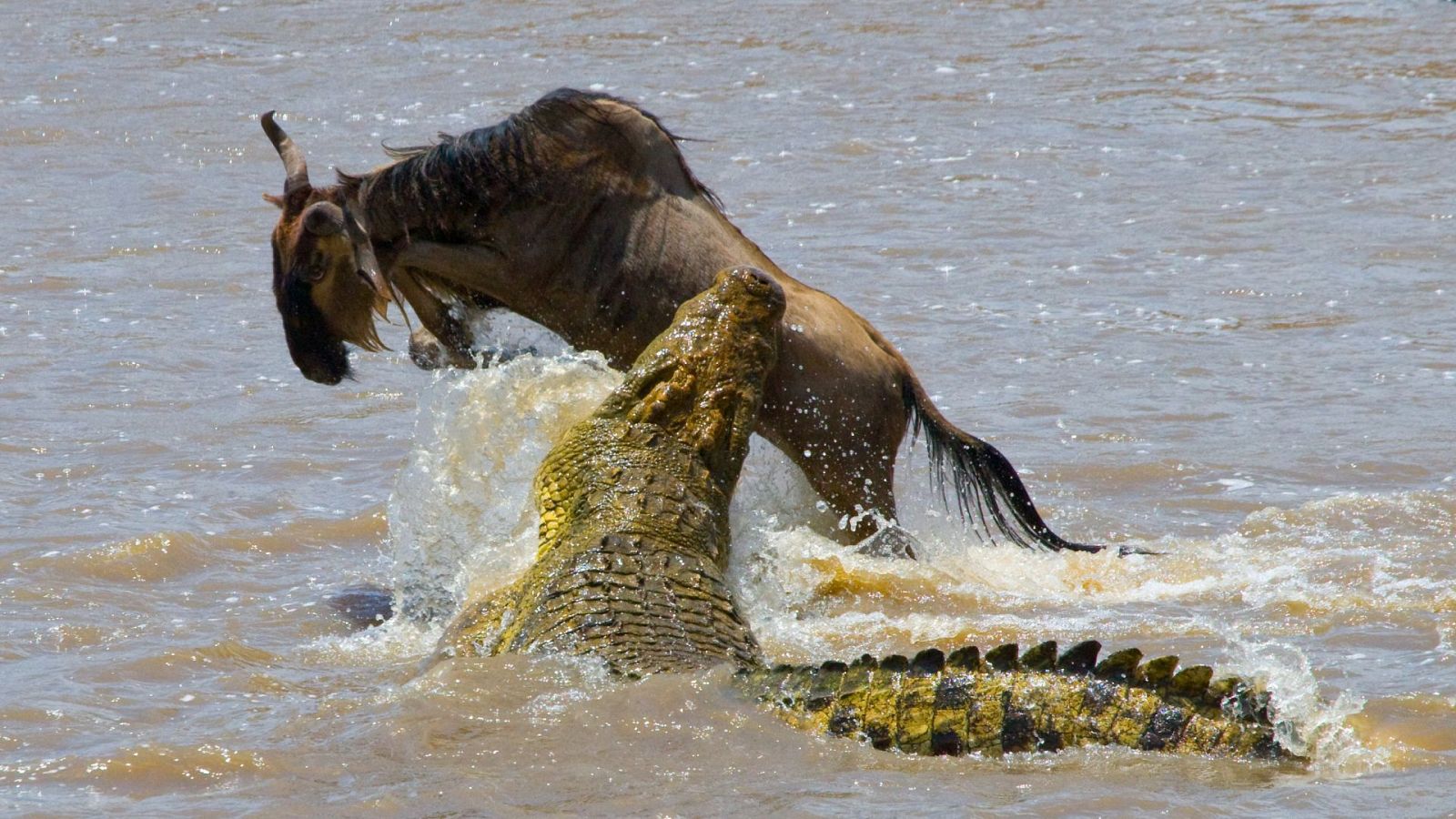 Campos de batalla naturales - Episodio 4: Guerras acuáticas - ver ahora