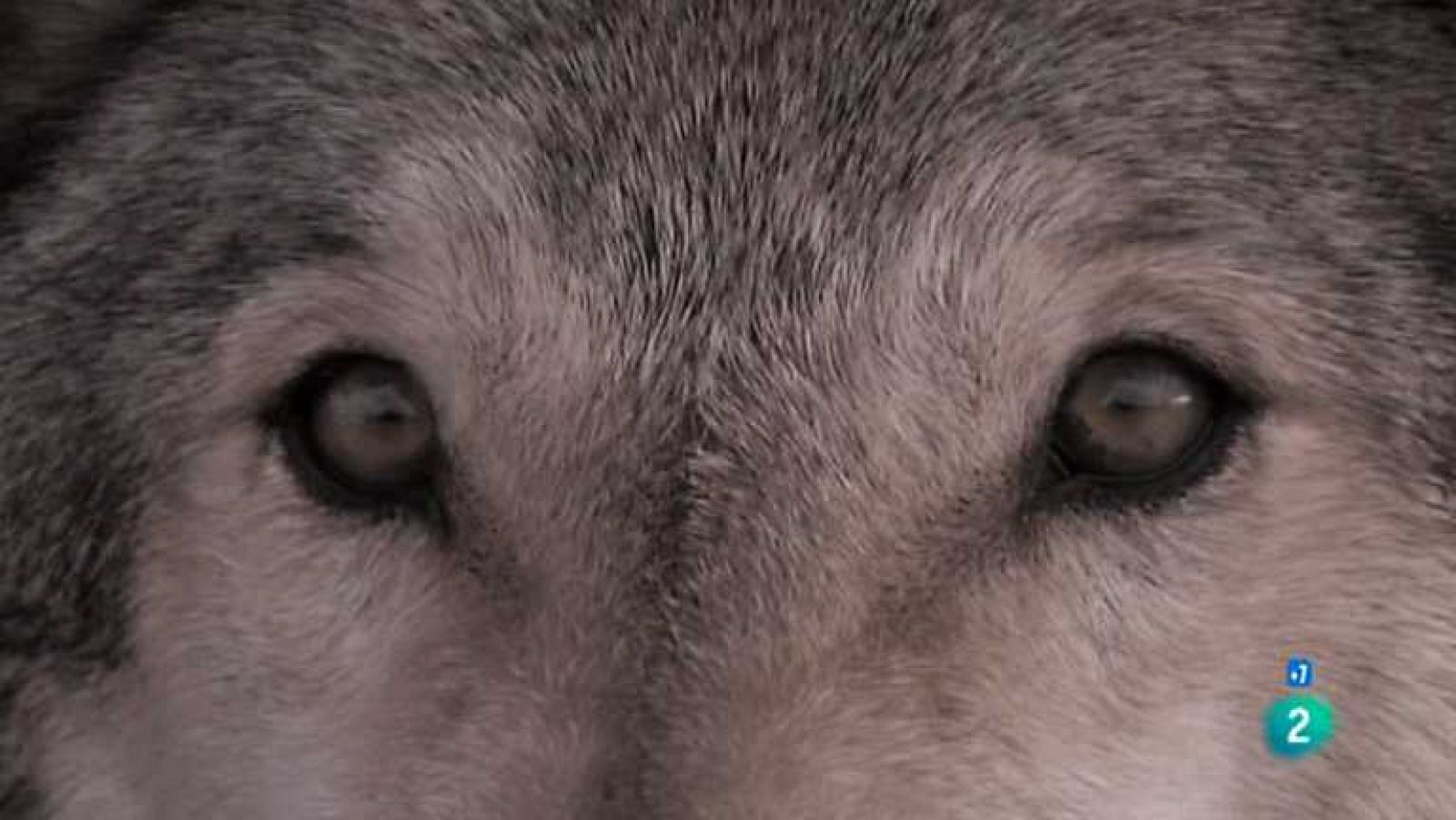 Grandes documentales - Lobo: El lobo que cambió América