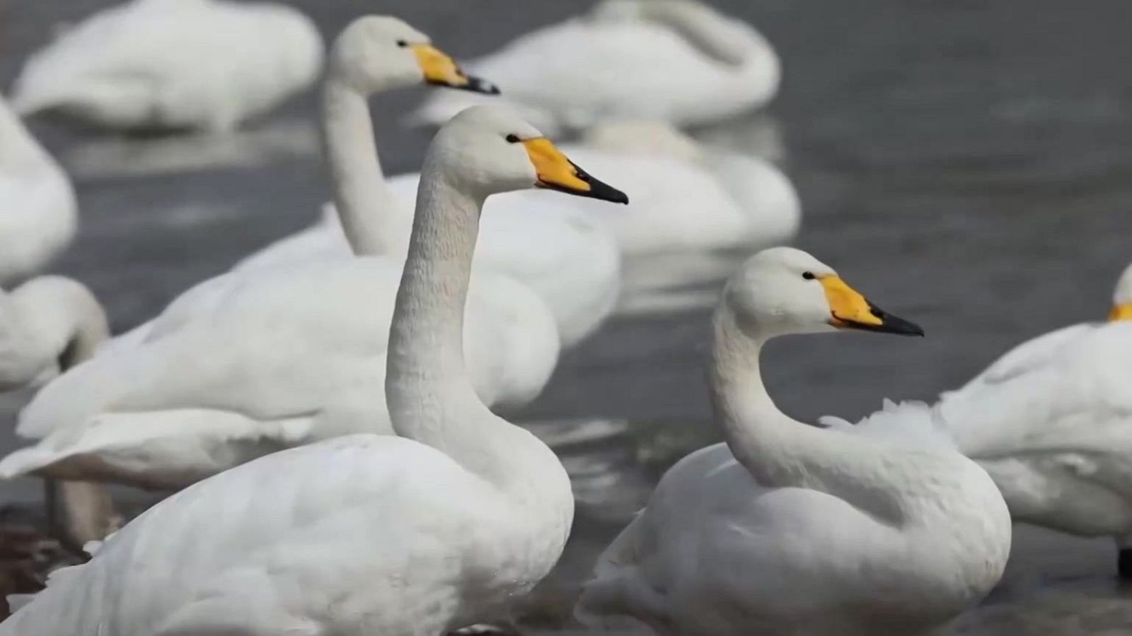 La migración de los cisnes | Ver